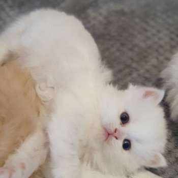 chaton Highland Straight white point Rose Alice Paris Royal Cattery Highland Straight white