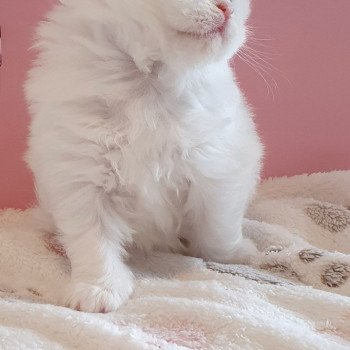 chaton Highland Straight white point Rose Alice Paris Royal Cattery Highland Straight white
