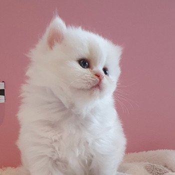 chaton Highland Straight white point Rose Alice Paris Royal Cattery Highland Straight white
