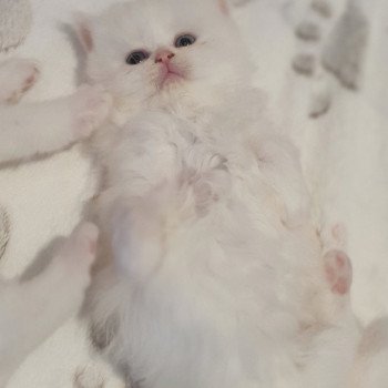 chaton Highland Straight white point Rose Alice Paris Royal Cattery Highland Straight white