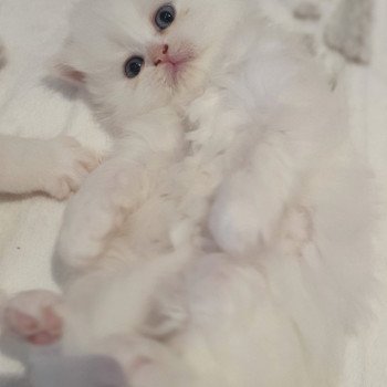 chaton Highland Straight white point Rose Alice Paris Royal Cattery Highland Straight white