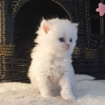 chaton Highland Straight white point Rose Alice Paris Royal Cattery Highland Straight white