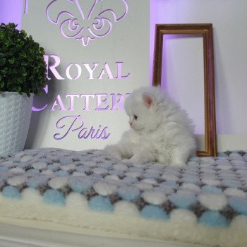 chaton Highland Straight white point Rose Alice Paris Royal Cattery Highland Straight white