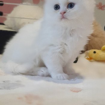 chaton Highland Straight white Rose Alice Paris Royal Cattery Highland Straight white