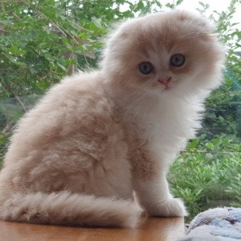 chaton Highland Fold lilac bicolor Ruby Paris Royal Cattery Highland Fold cream bicolor