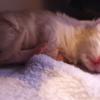chaton Highland Straight lilac bicolor Ruby Paris Royal Cattery Highland Fold cream bicolor