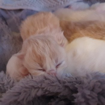 chaton Highland Straight lilac bicolor Ruby Paris Royal Cattery Highland Fold cream bicolor