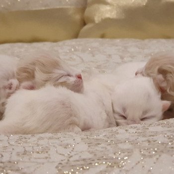 chaton Highland Straight lilac bicolor Ruby Paris Royal Cattery Highland Fold cream bicolor