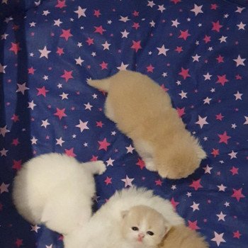 chaton Highland Straight lilac bicolor Ruby Paris Royal Cattery Highland Fold cream bicolor