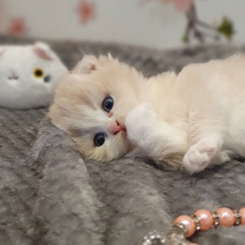 chaton Highland Fold lilac bicolor Ruby Paris Royal Cattery Highland Fold cream bicolor