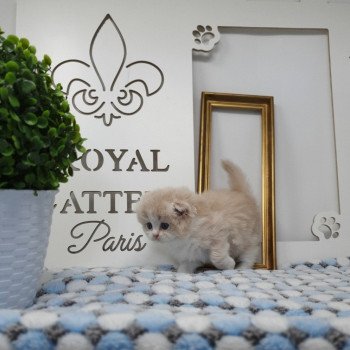 chaton Highland Fold lilac bicolor Ruby Paris Royal Cattery Highland Fold cream bicolor