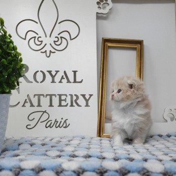 chaton Highland Fold lilac bicolor Ruby Paris Royal Cattery Highland Fold cream bicolor