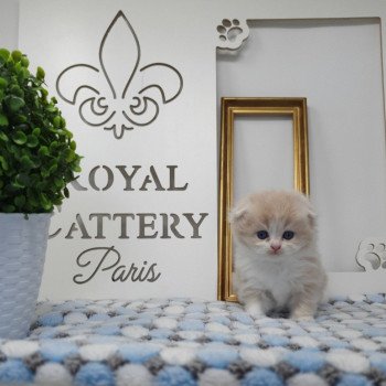 chaton Highland Fold lilac bicolor Ruby Paris Royal Cattery Highland Fold cream bicolor