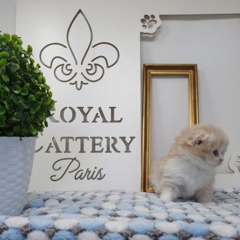 chaton Highland Fold lilac bicolor Ruby Paris Royal Cattery Highland Fold cream bicolor