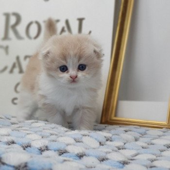chaton Highland Fold lilac bicolor Ruby Paris Royal Cattery Highland Fold cream bicolor