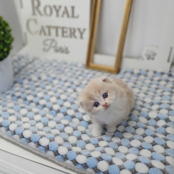 chaton Highland Fold lilac bicolor Ruby Paris Royal Cattery Highland Fold cream bicolor