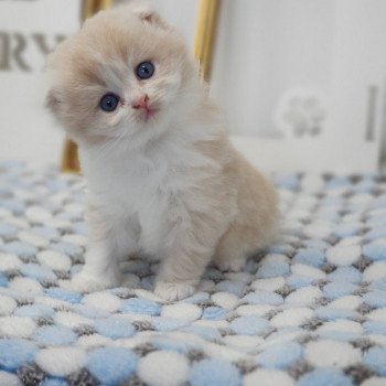 chaton Highland Fold lilac bicolor Ruby Paris Royal Cattery Highland Fold cream bicolor