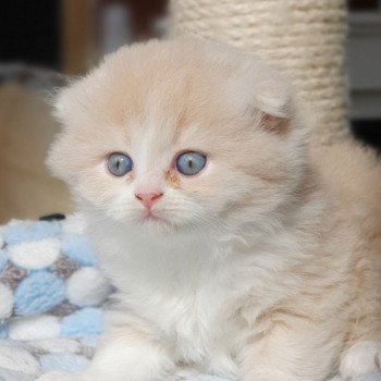 chaton Highland Fold lilac bicolor Ruby Paris Royal Cattery Highland Fold cream bicolor