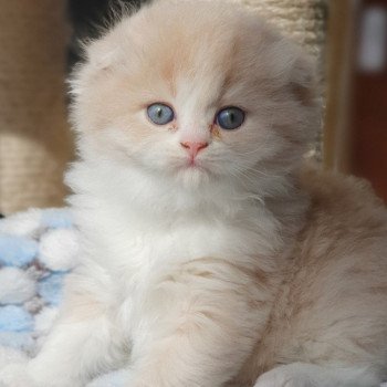chaton Highland Fold lilac bicolor Ruby Paris Royal Cattery Highland Fold cream bicolor