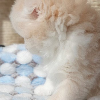 chaton Highland Fold lilac bicolor Ruby Paris Royal Cattery Highland Fold cream bicolor