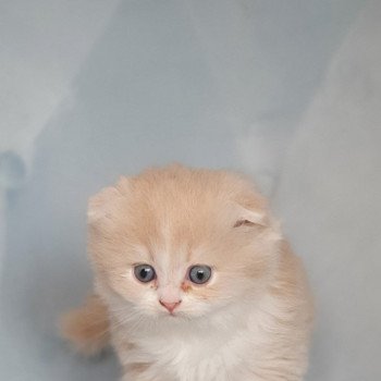 chaton Highland Fold lilac bicolor Ruby Paris Royal Cattery Highland Fold cream bicolor