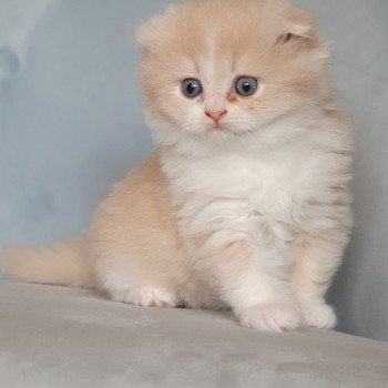 chaton Highland Fold lilac bicolor Ruby Paris Royal Cattery Highland Fold cream bicolor