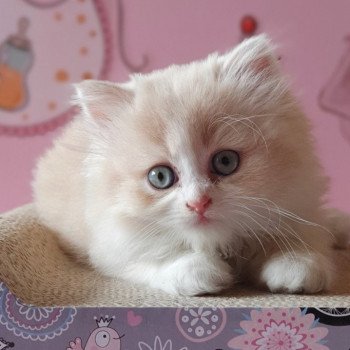 chaton Highland Straight white bicolor R' Force One , petit trésor de Rémi ! Paris Royal Cattery Highland Straight cream white bicolor