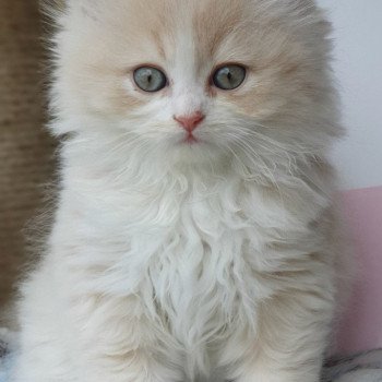 chaton Highland Straight white bicolor R' Force One , petit trésor de Rémi ! Paris Royal Cattery Highland Straight cream white bicolor