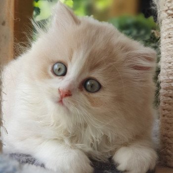 chaton Highland Straight white bicolor R' Force One , petit trésor de Rémi ! Paris Royal Cattery Highland Straight cream white bicolor
