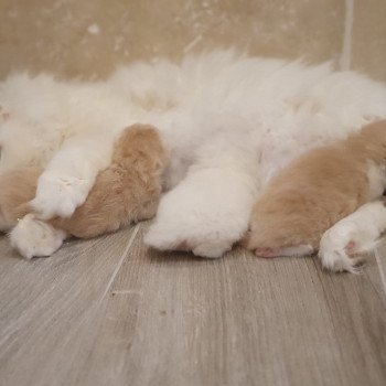 chaton Highland Straight white bicolor Rudy Paris Royal Cattery Highland Straight cream white bicolor