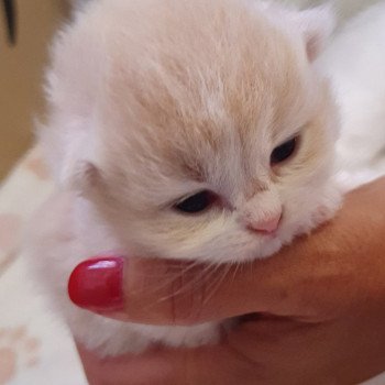 chaton Highland Straight white bicolor R2D2 Paris Royal Cattery Highland Straight cream white bicolor