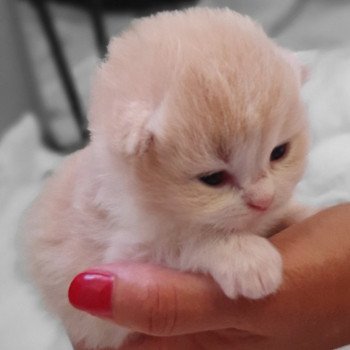 chaton Highland Straight white bicolor R2D2 Paris Royal Cattery Highland Straight cream white bicolor