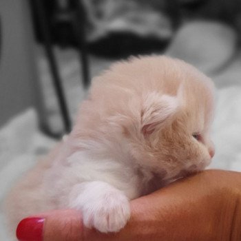 chaton Highland Straight white bicolor R2D2 Paris Royal Cattery Highland Straight cream white bicolor