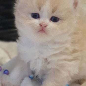 chaton Highland Straight white bicolor R' Force1 Paris Royal Cattery Highland Straight cream white bicolor