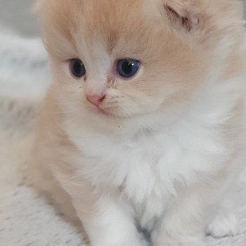 chaton Highland Straight white bicolor R' Force1 Paris Royal Cattery Highland Straight cream white bicolor