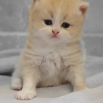 chaton Highland Straight white bicolor R' Force1 Paris Royal Cattery Highland Straight cream white bicolor