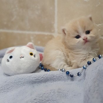 chaton Highland Straight white bicolor R' Force1 Paris Royal Cattery Highland Straight cream white bicolor