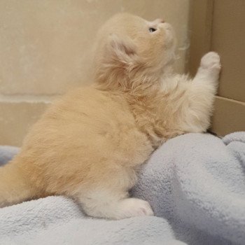 chaton Highland Straight white bicolor R' Force1 Paris Royal Cattery Highland Straight cream white bicolor