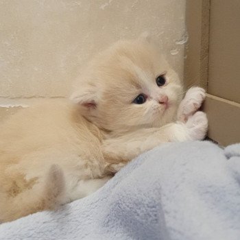 chaton Highland Straight white bicolor R' Force1 Paris Royal Cattery Highland Straight cream white bicolor