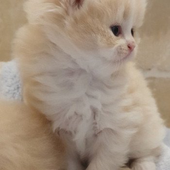 chaton Highland Straight white bicolor R' Force1 Paris Royal Cattery Highland Straight cream white bicolor