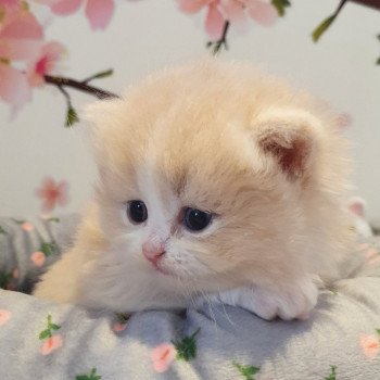 chaton Highland Straight white bicolor R' Force1 Paris Royal Cattery Highland Straight cream white bicolor