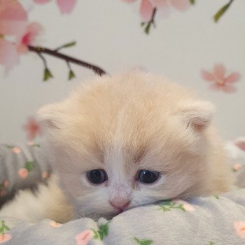 chaton Highland Straight white bicolor R' Force1 Paris Royal Cattery Highland Straight cream white bicolor