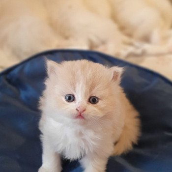 chaton Highland Straight white bicolor R' Force1 Paris Royal Cattery Highland Straight cream white bicolor