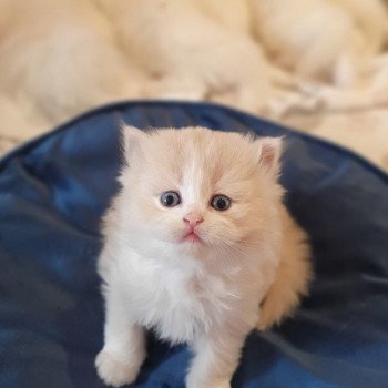 chaton Highland Straight white bicolor R' Force1 Paris Royal Cattery Highland Straight cream white bicolor