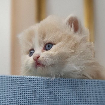 chaton Highland Straight white bicolor R' Force1 Paris Royal Cattery Highland Straight cream white bicolor