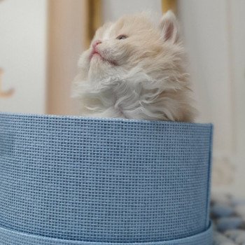 chaton Highland Straight white bicolor R' Force1 Paris Royal Cattery Highland Straight cream white bicolor