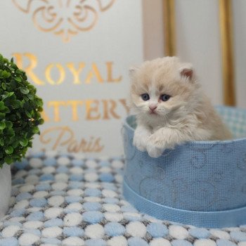 chaton Highland Straight white bicolor R' Force1 Paris Royal Cattery Highland Straight cream white bicolor