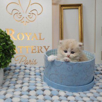 chaton Highland Straight white bicolor R' Force1 Paris Royal Cattery Highland Straight cream white bicolor