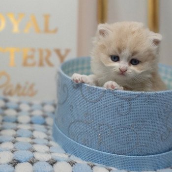chaton Highland Straight white bicolor R' Force1 Paris Royal Cattery Highland Straight cream white bicolor