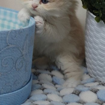 chaton Highland Straight white bicolor R' Force1 Paris Royal Cattery Highland Straight cream white bicolor